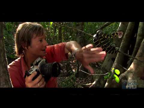 Austin Stevens - Snakemaster - In Search of the Flying Snake