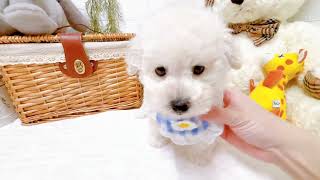 トイプードルの動画01