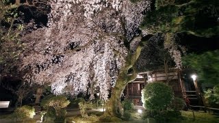 preview picture of video '桜 - Cherry Blossoms in NARA JAPAN -【奈良県香芝市 専称寺】HD1080p'