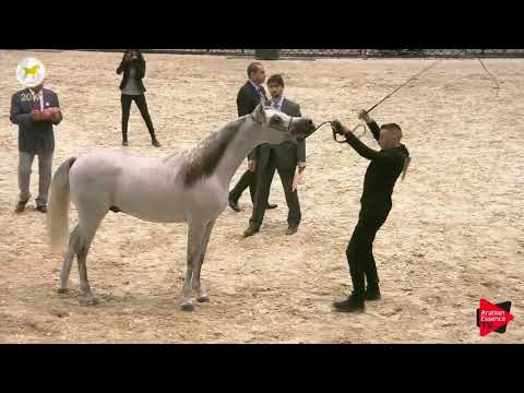 N.35 TAJWEED AL WAAB - SEWC 2019 - Yearling Colts (Class 4)