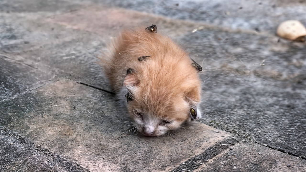 Dying kitten, abandoned by the roadside, was bitten by flies as he struggled to crawl for survival.