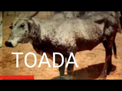 TOADA VACA CHUVISCO / NEGO ABOIADOR E ANTÔNIO SOBRINHO