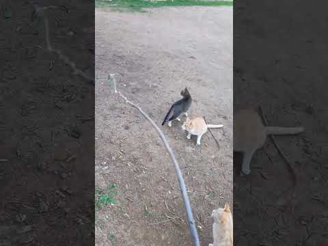 cute jump 🤩🐱🐈😺