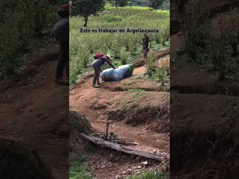 Argelia Cauca #plantas #enbuscadelosmejoresprecios