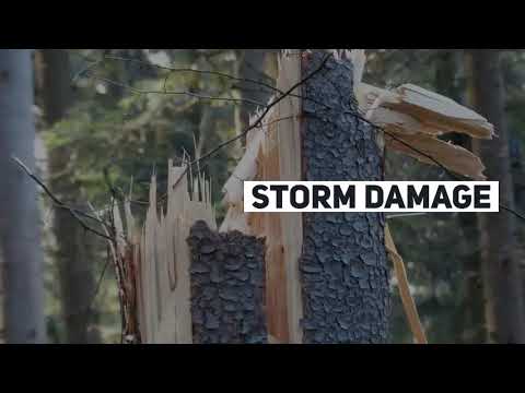 download lagu mp3 mp4 Hancock Tree Service, download lagu Hancock Tree Service gratis, unduh video klip Hancock Tree Service