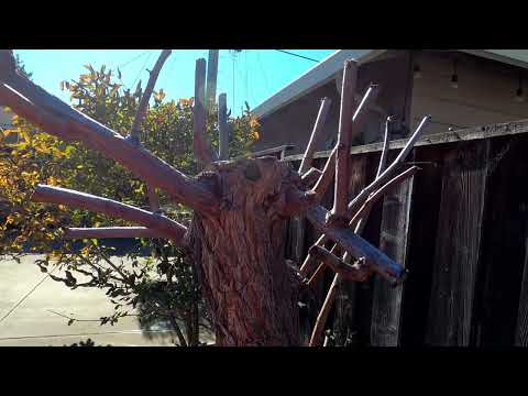 The Jujube Fruit Tree Pruning (Ziziphus Jujuba)