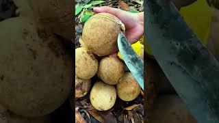 Download lagu Panen durian unik yang hasilnya sangat melimpah dan memuaskan #shorts mp3