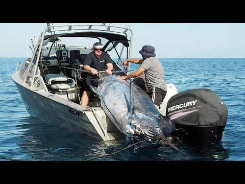 Amazing Fastest Giant Swordfish Fishing Skill - Catching and Processing Hundreds Tons of Sea Urchin