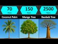 Lifespan Comparison Trees Plants Edition 1 Day 100 000 Years