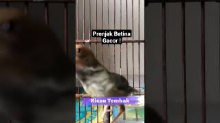 Download lagu Prenjak Tamu Betina Gacor  ! Pancingan Burung Jantan Langsung Nyaut ! mp3