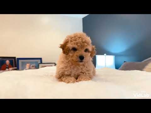 With a wiggle of his tail and spring in his step, Romeo has the look and personality that makes up t
