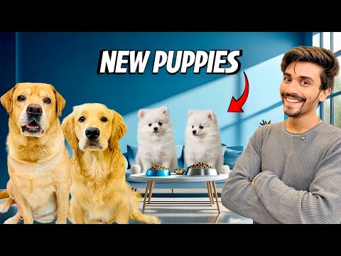 Jealousy Prank On Leo & Reo | New Puppies At Home | Anant Rastogi 