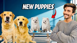 Download lagu Jealousy Prank On Leo & Reo | New Puppies At Home | Anant Rastogi  mp3 Download lagu Jealousy Prank On Leo & Reo | New Puppies At Home | Anant Rastogi  mp3