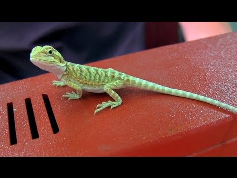 Baby Bearded Dragon Care