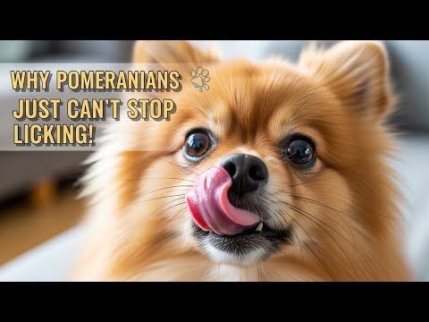 The Licking Enigma: Why Pomeranians Just Can’t Stop! 🐶😲