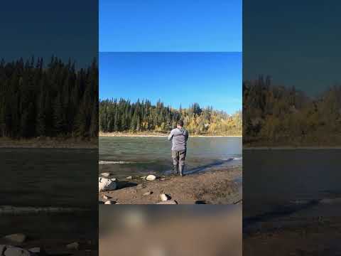 3rd times a charm #bigwalleye #northsaskatchewanriver #fishing #river