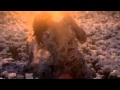 Видео Flora by Gucci Eau de Toilette - Gucci | Malva-Parfume.Ua ✿