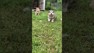 Alaskan Malamute Puppies Videos