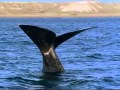Dolphins The Wild Side