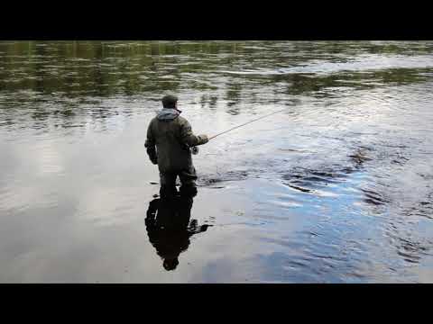 Salmon Flyfishing at the river Tornion-Muonionjoki
