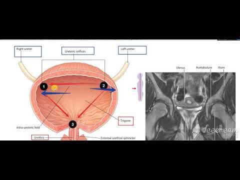 Urinary bladder structure interior 3