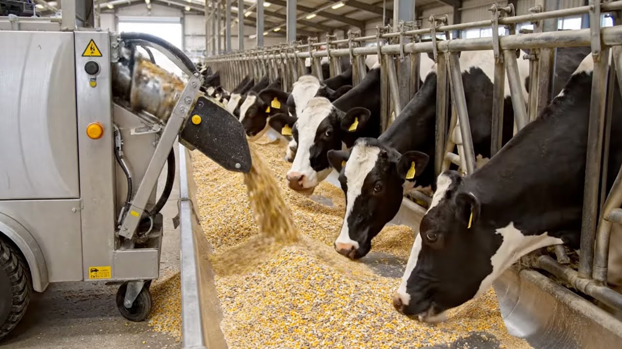 Inside America’s $100-Billion Beef System – From Farm to Steak (Full Process)