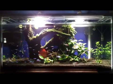 New 3 Feet Planted Discus Tank Update