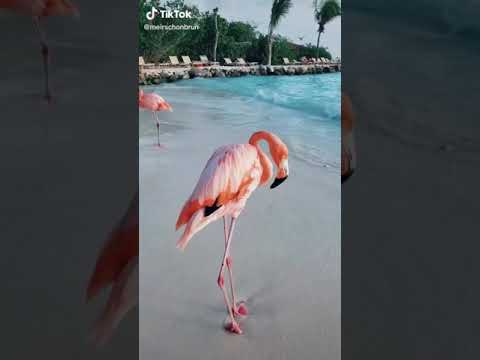 Flamingosi