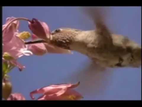 Recebas com Alegria - Prem Baba (Caminho do Coração - Way of the Hearth)