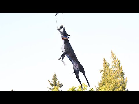 Watch This Dog Break The World Record By Jumping 31 Feet