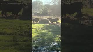 Fresh hay on a beautiful afternoon #cow #farmlife #farming #shorts