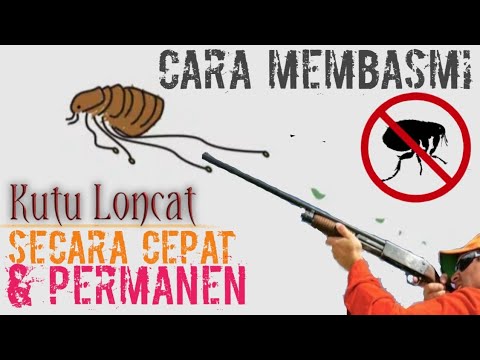 Cara Membasmi Kutu Loncat
