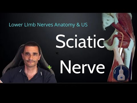 LOWER LIMB NERVES ANATOMY & US (PART I): SCIATIC NERVE