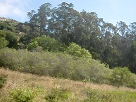 A trot in Tennessee Valley in Marin, San Francisco
