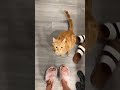 Funny Cat Casually Bites Owner S Leg Cats Shorts