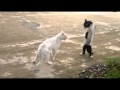 Un simple chat combat un chat boxeur !