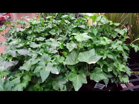 How to rejuvenate and thicken an Ivy Plant | Donna Joshi