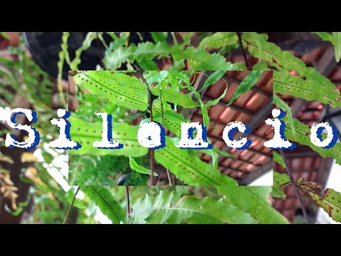 Silêncio - Rebecca Nora