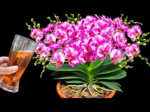 It's simple! Just 1 glass makes so many flowers burst! (Any plant)