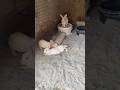 Rabbit House Ma Babies Shorts Rabbits