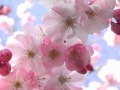 Когда Придот Господь- Группа Радость 