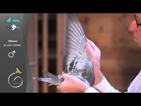 Gerard Koopman auction - Watson