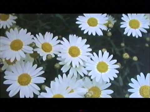 Rilke - L'unicorno-  Lettura di Luigi Vannucchi