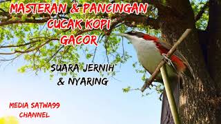 Download lagu MASTERAN & PANCINGAN BURUNG CUCAK KOPI GACOR mp3