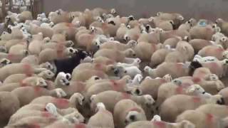 Koyun ve Kuzuların Duygusal Buluşması