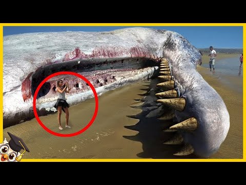 15 giant creatures found on beaches