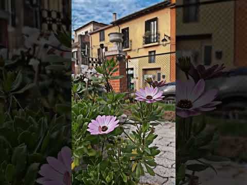 Flowers 🌺 #travel #flowers wers