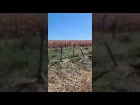 CAMPO EN VILLAGUAY - ENTRE RIOS