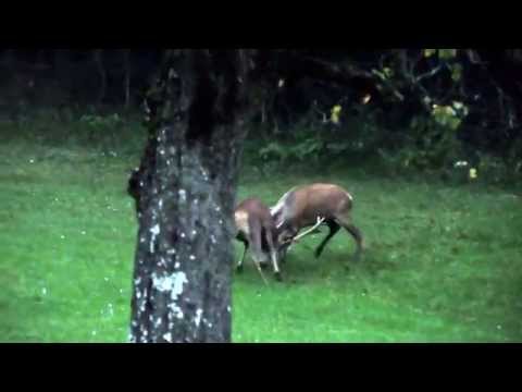 Hirschbrunft: Kampf um leben und tot