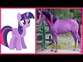 My Little Pony All Characters IN REAL LIFE WANAPlus